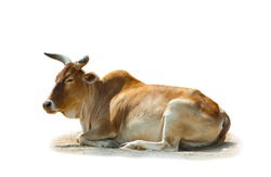 Zebu the indian bull isolated over a white background