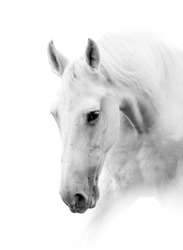 white horse isolated in high key