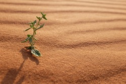 A  plant on a desert landscape at sunrise. Riyadh, Saudi Arabia. Life in the desert. 