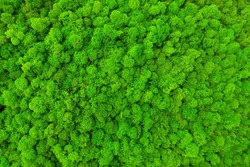 green preserved moss for decor in the office on the wall