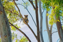 Wild koala in a gum tree