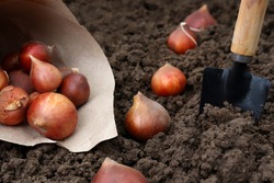 How to plant tulips. Planting tulip bulbs in the ground in the fall in your garden.