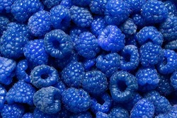 natural background of many ripe unusual blue fragrant raspberry berries, texture patter, blue raspberries as food background.