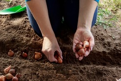 The process of planting Dutch tulip bulbs in the ground in the fall. Tulip bulbs close-up before planting. Woman gardener planting bulbs in ground in spring garden.Gardening hobby