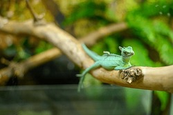 Green lizard on a tree branch in an aquarium. Reptile close-up. Eastern predator.