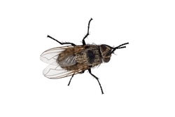 insect fly, macro, isolated on a white background