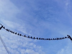 a group of birds with blue sky background