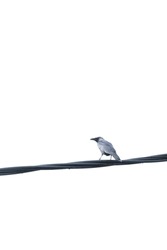 selective focus of bird sitting on the wire with text space for quotes
