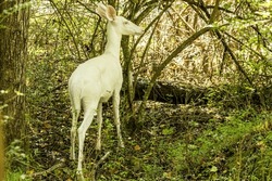 A White Doe Stands in a Dense Thicket.