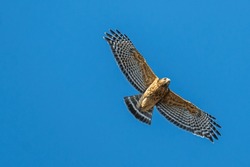 A Red-Shouldered Hawk in Flight in Winter.