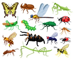 Cartoon insects. Butterfly, beetle, spider, ladybug and caterpillar, wild forest entomology insects. Cute nature wildlife insects vector illustration set. Grasshopper and butterfly, insect dragonfly