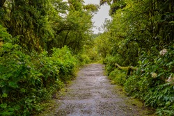 Foot path in jungle after rainy day.