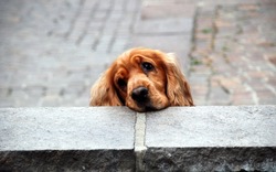 A lightbrown and brown dog looking tired and cute over a stone wall