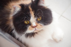 Persian Cat  calico Three colored. Staring at the camera cute animal friends. beautiful cats