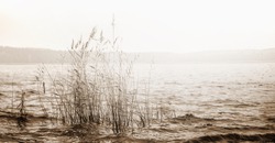 Panoramic landscape with reeds in a lake water. Black white.