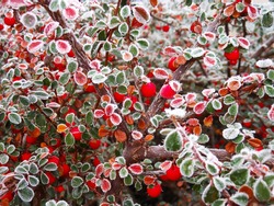 Close-up of frost red berries growing on tree during winter. Cotoneaster dammeri