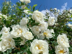 White rose bush close up. Blooming garden plant under sunlight with blue sky. Beautiful climbing Alba rose.