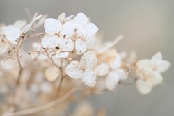 closeup dried hydrangea. Beautiful natural background with delicate white hydrangea flowers. Macro petals of a flower. High quality photo