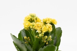 Kalanchoe yellow  on a white background. Kalanchoe flowering yellow bouquet isolated on white background.