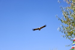Large Himalayan Griffon vulture bird flying in light blue skies of the Himalaya mountains in Nepal, looking for dead flesh to eat. Green tree on the right side.