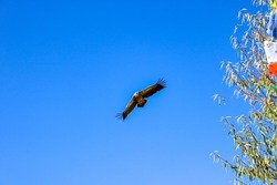 Large Himalayan Griffon vulture bird flying in light blue skies of the Himalaya mountains in Nepal, looking for dead flesh to eat. Green tree and Tibetan flags in the background.