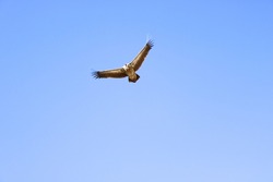 Large Himalayan Griffon vulture bird flying in light blue skies of the Himalaya mountains in Nepal, looking for dead flesh to eat. 
