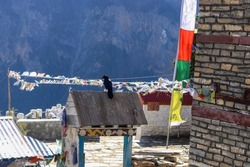 A black crow sitting on a wooden roof of a gate in a small village of Ghyaru high up the Himalayas mountains in Nepal. Huge mountains in the background and Tibetan flags flapping in the wind.