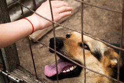 A girl holds out her hand to a German shepherd in a dog kennel. Shelter for stray dogs. Pets waiting for home. A look full of hope.Pet, German Shepherd Dog.