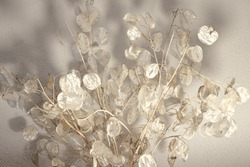 Artistic photographs of the lunaria plant, silver plant, ornamental plant, bouquet view from below to accentuate the shadow of the leaves,