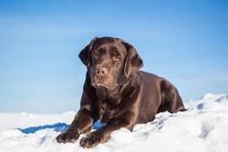 large chocolate labrador retriever dog in winter forest. Doesn't look at the camera. Lies, all growth is visible.