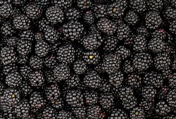 Fresh ripe blackberry pattern. Juicy, large blackberry wallpaper. View from above,. High quality photoFresh ripe blackberry pattern. Juicy, large blackberry wallpaper. View from above,