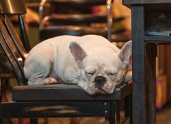 Adorable white French Bulldog sleeping on a wooden chair 