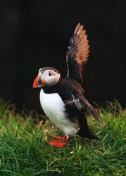 Lovely Atlantic Puffin bird standing and flapping on the grass by coastal cliff in north atlantic ocean on summer in Iceland