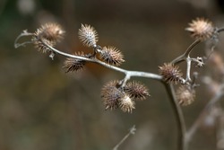 Rough cocklebur's brown dry fruits(Xanthium strumarium)