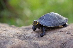 Clown turtle or yellow-spotted Amazon river turtle or yellow-spotted river turtle is one of the largest South American river turtles.