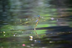 Zafire Blue Dragonfly Couple in Morelos, Mexico