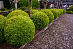 Buxus sempervirens, topiary balls