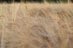 Barley field.  Barley grains in ears.  Harvest.