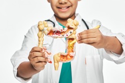 Anatomical intestines model in child's hands, close-up. Boy pointing pen to a pathology of intestines. Studying human anatomy and biology at school