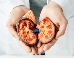 Treatment of kidney diseases. Urologist showing an anatomical model of kidney, close-up