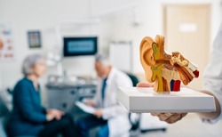 Anatomical model of human ear in doctor hands, close-up. Hearing treatment and diagnosis for senior patient with audiologist at hearing clinic over background, soft focus
