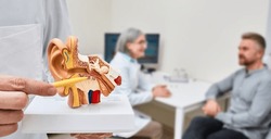 Anatomical model of human ear in doctor hands, close-up. Hearing treatment and diagnosis for male patient with audiologist at hearing clinic over background, soft focus