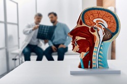 Human head anatomical model on doctor's table over background neurologist analyzing results of MRI scan of patient brain at medical clinic. Diseases of brain, nerves and nervous system