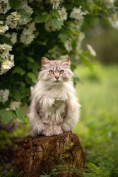 Photo of a gray fluffy cat near a flowering bush.