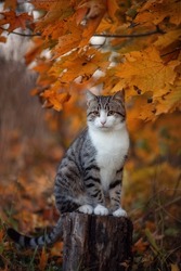 Photo of a striped brown cat in yellow maple leaves.