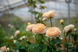 Beautiful Rose garden farm in the greenhouse. Close up.
