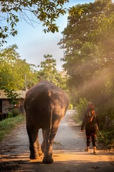 A mahout is taking care of the elephant after taking a bath. Elephant for Tourists and mahout walking tour at Ayutthaya Elephant Palace and Royal Kraal, Ayutthaya, Thailand.