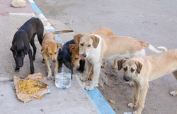 A flock of stray dogs on the streets of Agadir.