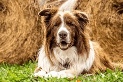 Beautiful dog lying on the meadow. Brown and white border collie. White markings. Noble head.
