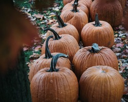  #pumpkin #halloween #fall #autumn #october #pumpkinspice #pumpkins #falldecor #jackolantern #spooky #cozy #pumpkinpatch #q #trickortreat #happyhalloween #witch #handmade #love #autumnvibes 